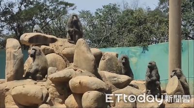 六福村養全台9成狒狒　163隻搶當山大王！內行人揭背後原因