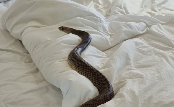 女整理棉被鑽出「2m長東部棕蛇」　畫面曝光網崩潰：把床燒了！（圖／翻攝自Facebook／Zachery`s Snake and Reptile Relocation）