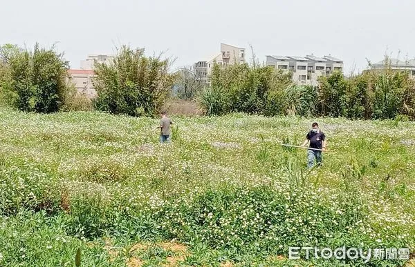 ▲桃園市農業局林務科、動保處人員今天在新屋、平鎮地區田間設置誘捕籠，希望盡速將脫逃狒狒拘捕到案。（圖／記者沈繼昌翻攝）