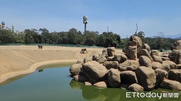 ▲六福村狒狒。（圖／記者陳凱力翻攝）