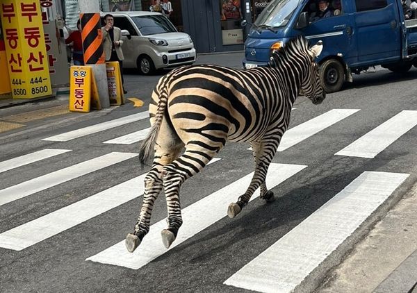 ▲▼南韓首爾街頭23日出現一隻從動物園逃脫的斑馬。（圖／翻攝自推特）