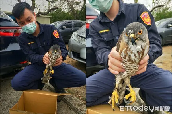 ▲▼一隻野生保育類猛禽鳳頭蒼鷹疑受傷，今(24日)上午淪落苗栗縣竹南鎮公義路，被民眾救起call警送醫。（圖／警方提供）