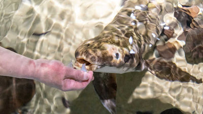 高齡90歲！全球最老觀賞魚愛被摸肚抓背　生物學家：像水裡小狗