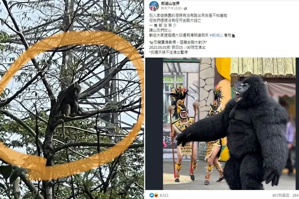 ▲▼劍湖山小編曬金剛照呼應狒狒逃亡事件。（圖／翻攝自Facebook／里長黃志杰提供、劍湖山世界）