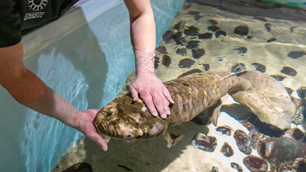 ▲▼瑪土撒拉是全世界最老的澳洲肺魚。（圖／翻攝自Steinhart Aquarium官網）