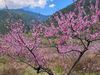 武陵農場桃花開了整片粉色花海超夢幻