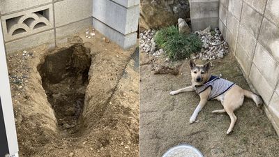 花園到處都是洞！　「兇手現身裝沒事」害爸忙著補洞