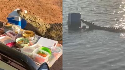 湖邊野餐「遭鱷魚亂入」　藍色小冰桶被搶走！網笑：牠要保存鮮魚