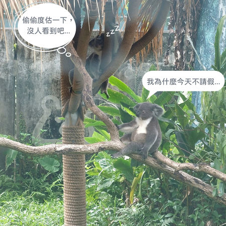 ▲▼台北市動物園表示「工讀生」都在。（圖／北市觀光傳播局提供）