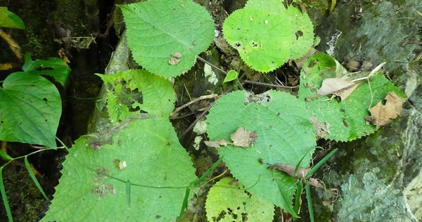 「Dendrocnide moroides」是一種毒性很強的植物。（示意圖／維基百科，By Steve Fitzgerald - Own work, CC BY-SA 4.0）