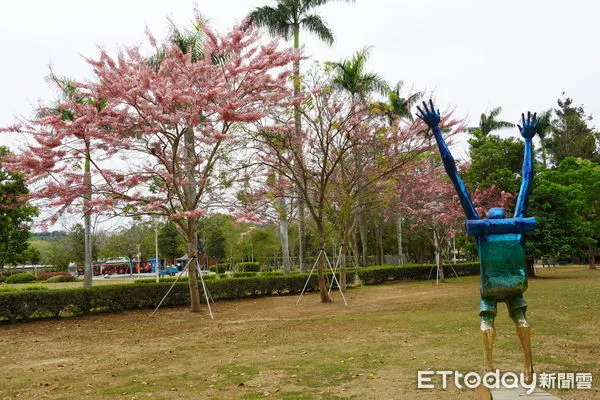 ▲台南山上花園水道博物館花旗木接力綻放，「山仔頂大道」以及「巴爾頓大道」旁，一串串垂掛的花旗木及南洋櫻隨風飄逸，帶動另外一波賞花潮。（圖／記者林悅翻攝，下同）