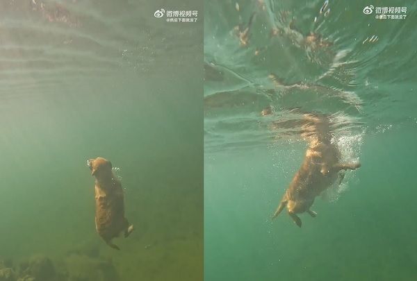 ▲▼黃金獵犬展現超強潛水功力，高速運轉向下鑽。（圖／翻攝自微博／然後下面就沒了）
