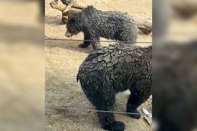 女驚見3隻鎧甲黑熊「全身長鱗片」變穿山甲！　動物園還原真相