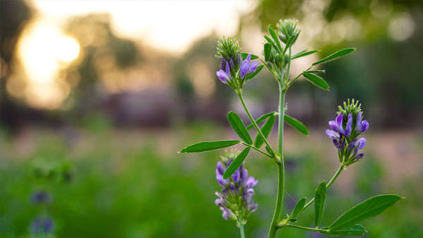 ▲▼紫花苜蓿藥草之王讓你控醣、減脂又營養。（圖／資料照）
