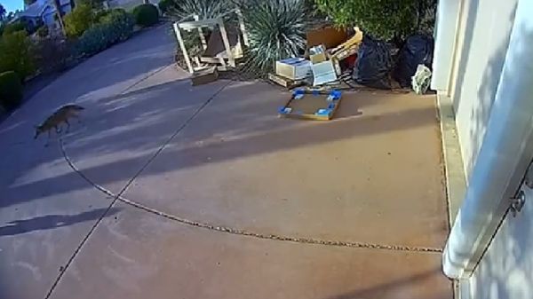 媽媽走在前面　1歲童在家門口「瞬間遭郊狼攻擊」驚險畫面曝光。（圖／翻攝自Twitter）