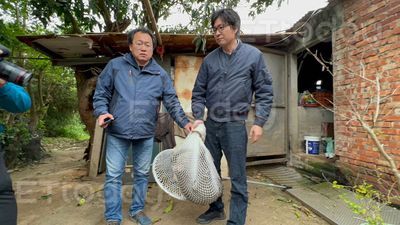 獨／東非狒狒抓到了！農業局「正面對峙」　擊發1槍結束逃亡之旅