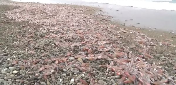 ▲▼日本新潟佐渡市沿岸出現大量螢烏賊。（圖／翻攝自YouTube）