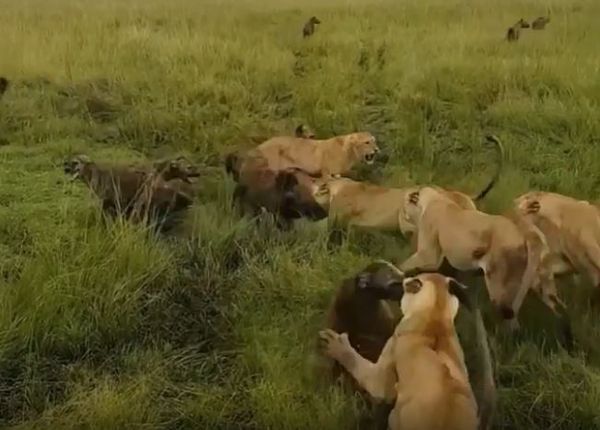 ▲▼落單母獅遭10多隻鬣狗圍攻掏肛 下秒情勢奇蹟逆轉。（圖／翻攝自YouTube）