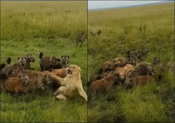 ▲▼落單母獅遭10多隻鬣狗圍攻掏肛 下秒情勢奇蹟逆轉。（圖／翻攝自YouTube）