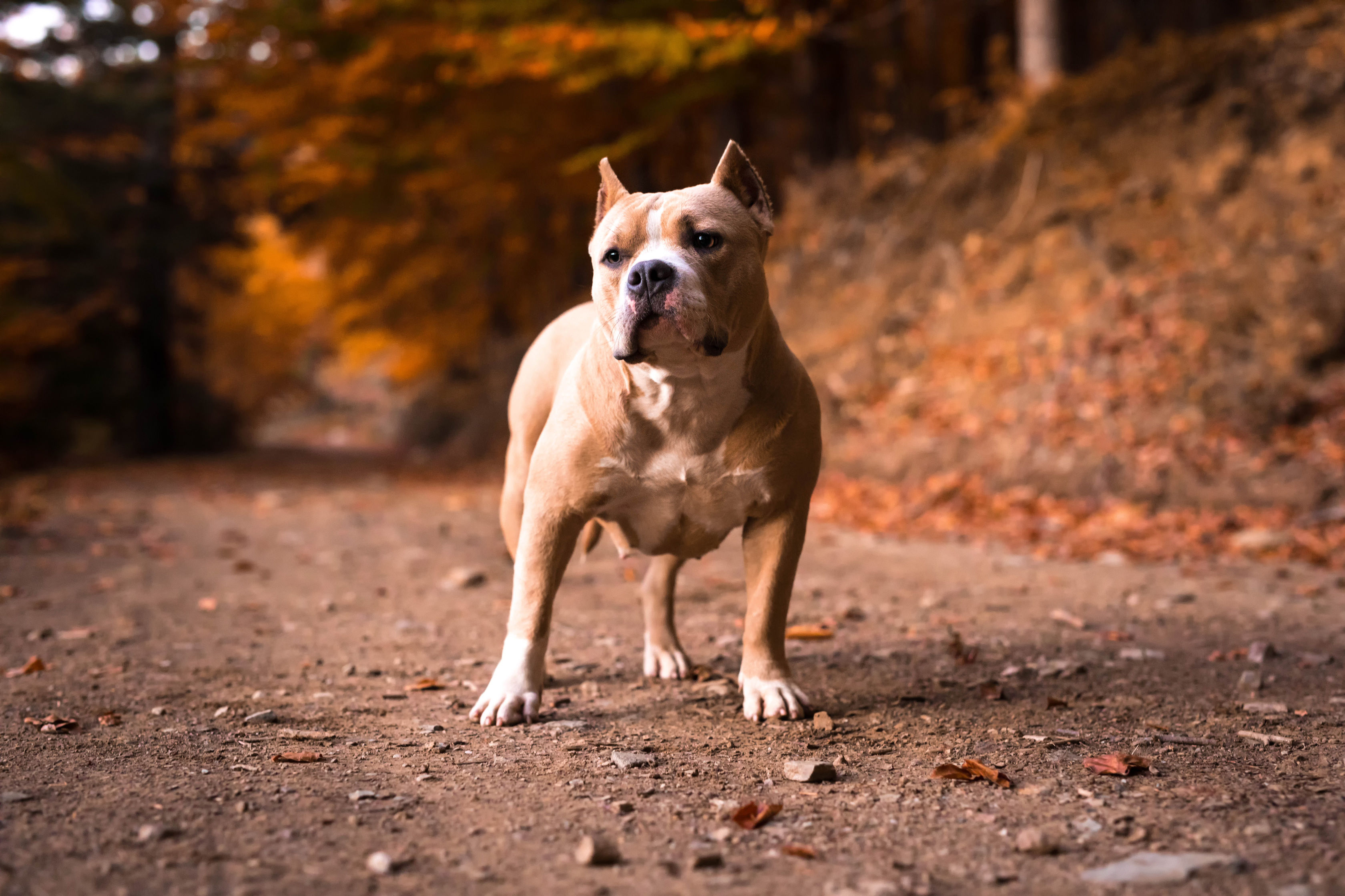 ▲▼美國惡霸犬,American Bully,寵物,狗。（示意圖／達志影像）