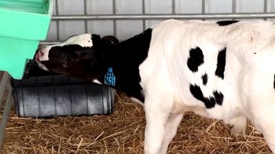 澳洲農場產「笑笑小牛」　老闆一摸是真紋路：養牠當寵物