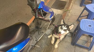 買燒烤太香...哈士奇忍不住「拖車吃肉肉」 砰一大聲嚇壞奴才
