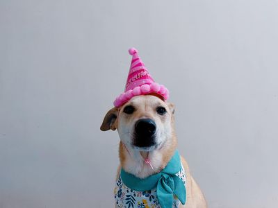 米克斯戴生日帽慶祝「被領養6周年」 爸媽守承諾:給好多幸福