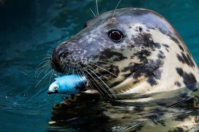 水族館小海豹上班時間「大豹睡」 嘴巴開開萌吐舌…280萬人搶看