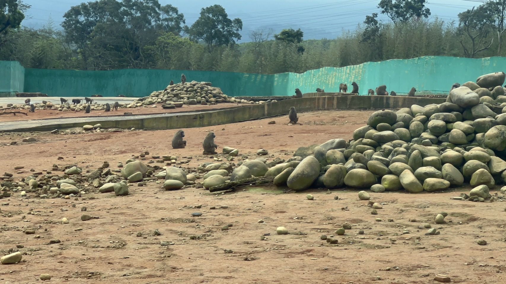 ▲▼六福村動物園狒狒區。（圖／記者陳凱力攝）