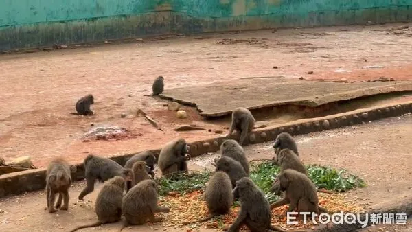 ▲▼六福村狒狒。（圖／記者陳凱力攝）