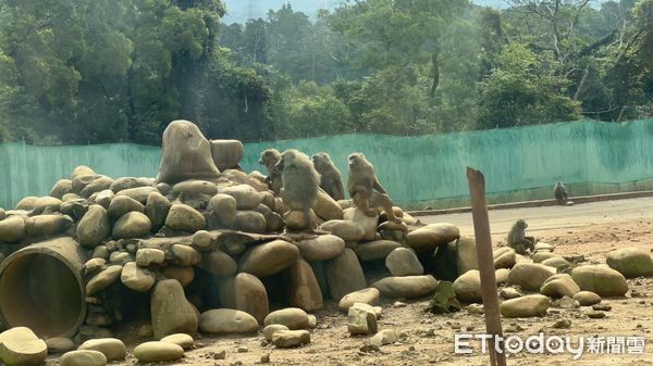 ▲▼六福村動物園狒狒區。（圖／記者陳凱力攝）