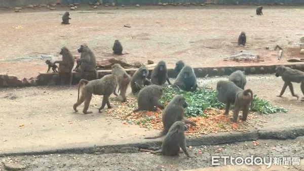 ▲▼六福村狒狒。（圖／攝影中心攝）