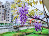 新北免費「紫藤花景點」映河岸超美