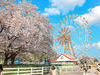 東京近郊主題樂園藏有3000櫻花秘境