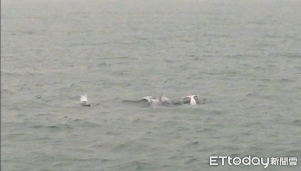 ▲粉紅白海豚家族現蹤雲麥寮0.2浬處，高達6-8隻同時跳躍嬉戲。（圖／記者蔡佩旻翻攝）