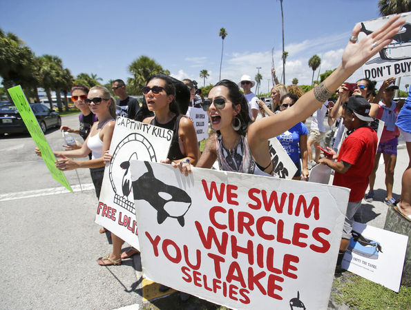 ▲▼2015年8月9日佛州邁阿密水族館外有動保人事集體呼籲，停止讓年老的虎鯨洛麗塔（Lolita）繼續表演。（圖／達志影像／美聯社）