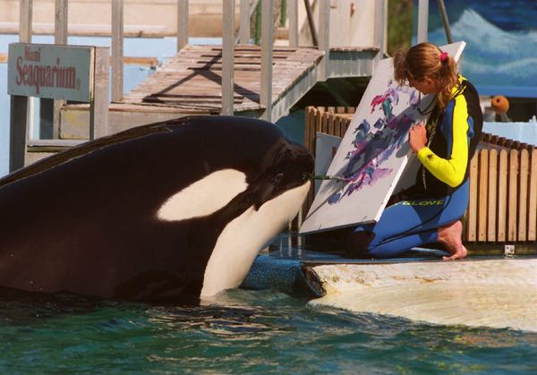 ▲▼佛州邁阿密水族館的57歲明星虎鯨洛麗塔（Lolita）將被放回大海。（圖／達志影像／newscom）