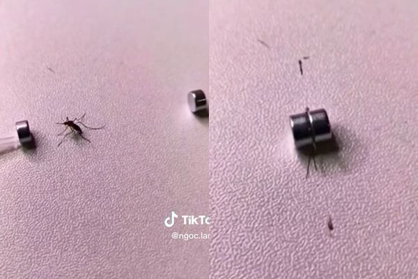 ▲▼蚊子被磁鐵夾爆。（圖／翻攝自TikTok）