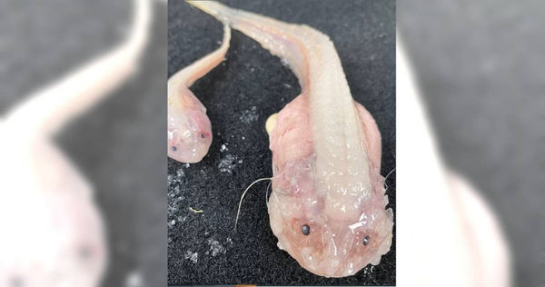 科學家們最近在日本南部伊豆小笠原海溝水下8336公尺處拍攝到蝸牛魚（Snailfish）的一種Pseudoliparis。（圖／翻攝自推特）