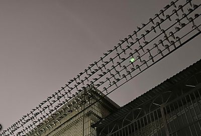 燕子軍團電線擠整排「輪班降下鳥屎雨」 新竹人崩潰:只能戴鋼盔
