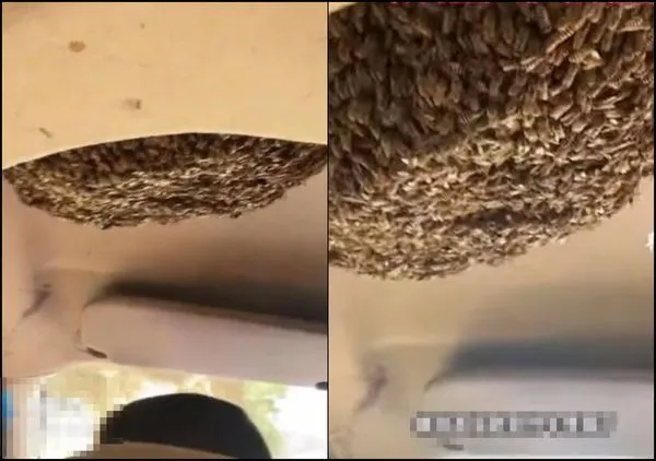 ▲▼駕駛座上長出「比頭大超巨蜂窩」！大叔超淡定開車相伴 網嚇：待1秒都受不了。（圖／翻攝自微博）