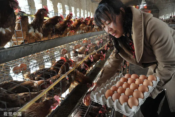 ▲▼雞蛋。（圖／CFP）