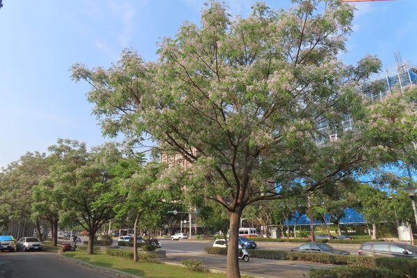 ▲北投線形公園粉色富士櫻花林、關渡平原帶狀大業綠地紫楝花。（圖／公園處提供）