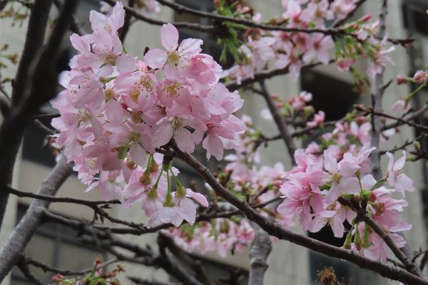 ▲北投線形公園粉色富士櫻花林、關渡平原帶狀大業綠地紫楝花。（圖／公園處提供）