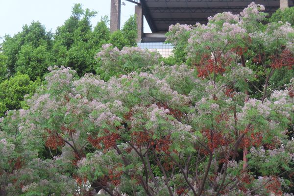 ▲北投線形公園粉色富士櫻花林、關渡平原帶狀大業綠地紫楝花。（圖／公園處提供）