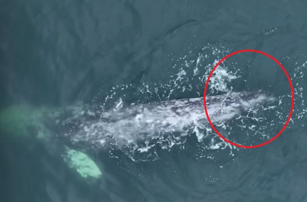 ▲▼失去尾鰭的灰鯨。（圖／翻攝自Facebook／Newport Coastal Adventure）