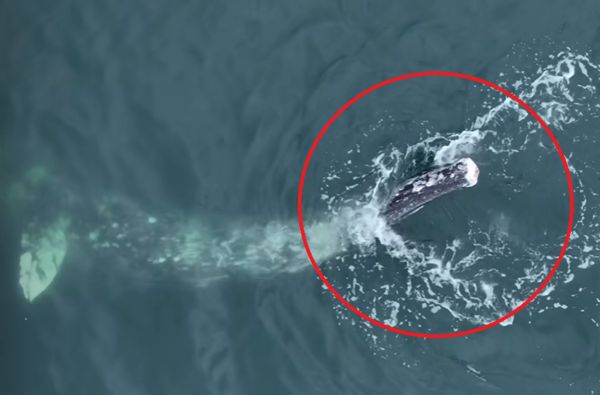 ▲▼失去尾鰭的灰鯨。（圖／翻攝自Facebook／Newport Coastal Adventure）