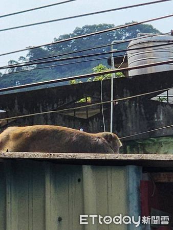 ▲▼ 新北中和驚見獼猴，動保處人員和里長到場勘查           。（圖／民眾提供）