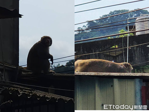 ▲▼猴子在屋頂曬日光浴             。（圖／民眾提供）