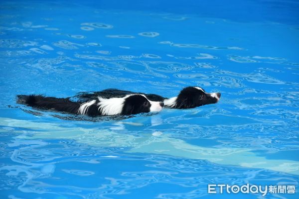 ▲帶短腿愛犬逛寵物展　路人突大喊「是吉娃娃耶」...媽回頭尷尬了。（圖／FB／沙發下的娜娜提供）